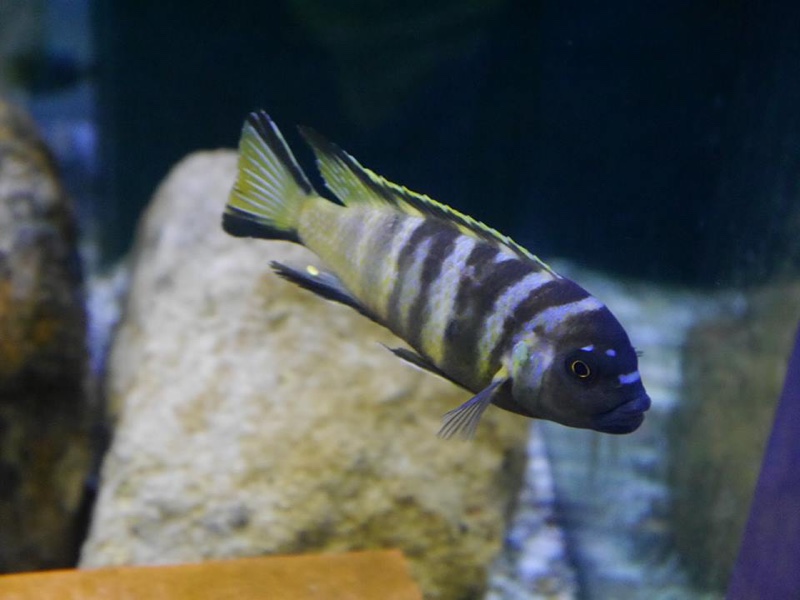 Maylandia melissa 'Chirwa Island'